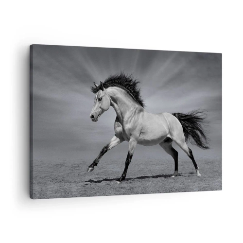 Cuadro sobre lienzo - Impresión de Imagen - Un caballo blanco y negro en una pose dinámica en el desierto. - 70x50cm - Nacido para deleitar - Decoración de pared moderna para salón y dormitorio ARTTOR