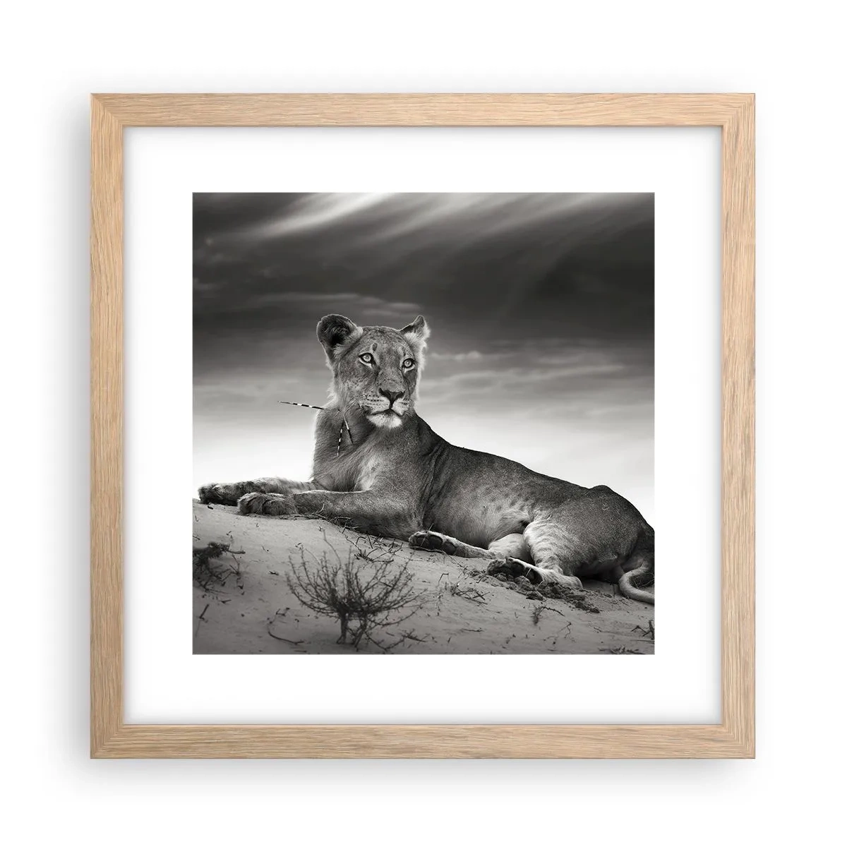 Póster en marco roble claro - Descanso de la reina del desierto - 30x30 cm