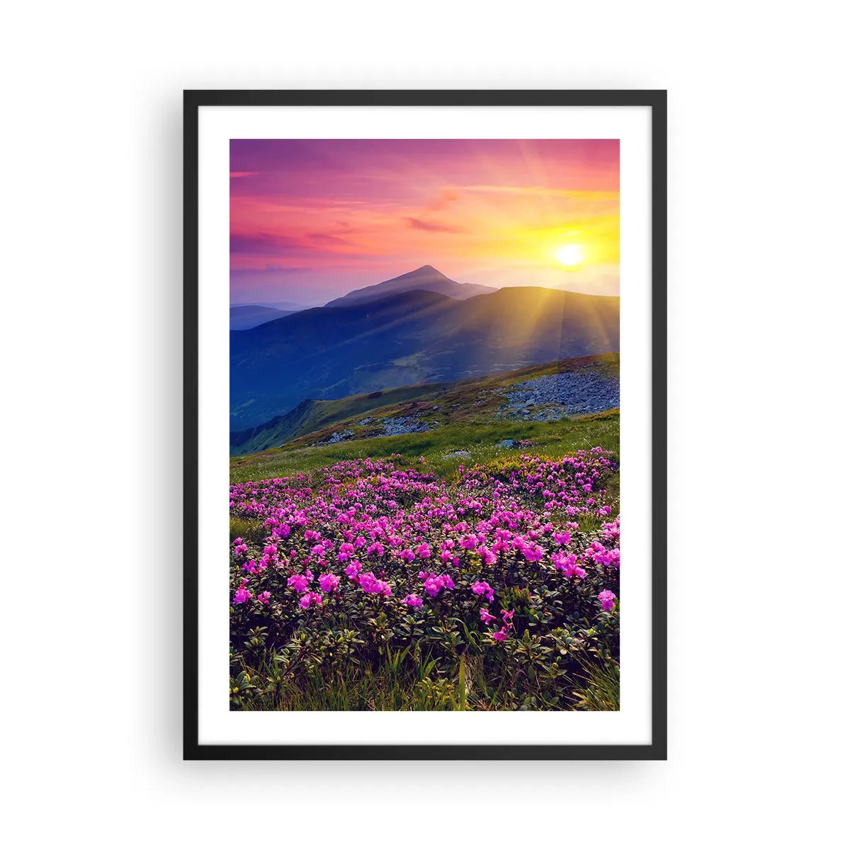 Póster en marco negro - Panorama de montaña con rododendros en flor y puesta de sol. - 50x70cm - ... Y el aroma a hierbas está por todas partes - Decoración de pared moderna para salón y dormitorio ARTTOR