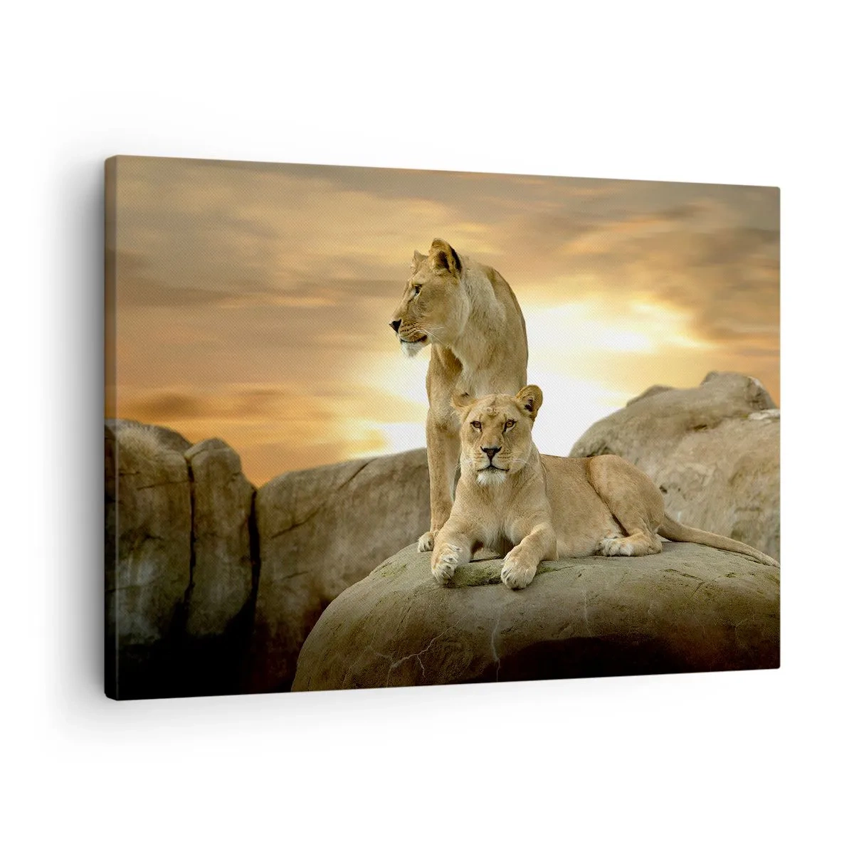 Cuadro sobre lienzo - Impresión de Imagen - Dos leonas descansando sobre una roca durante la puesta de sol - 70x50cm - Majestuosidad real - Decoración de pared moderna para salón y dormitorio ARTTOR