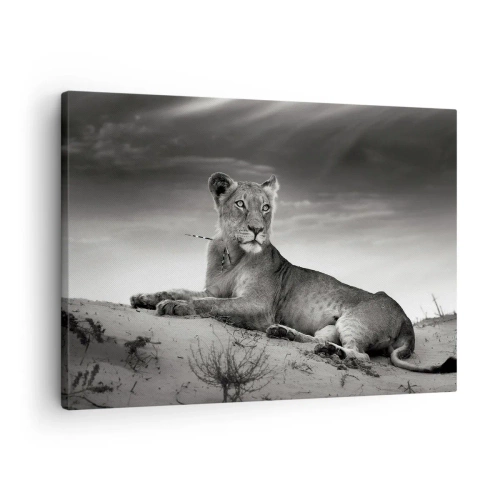 Cuadro sobre lienzo - Impresión de Imagen - Retrato en blanco y negro de una leona en la sabana. - 70x50cm - Descanso de la reina del desierto - Decoración de pared moderna para salón y dormitorio ARTTOR