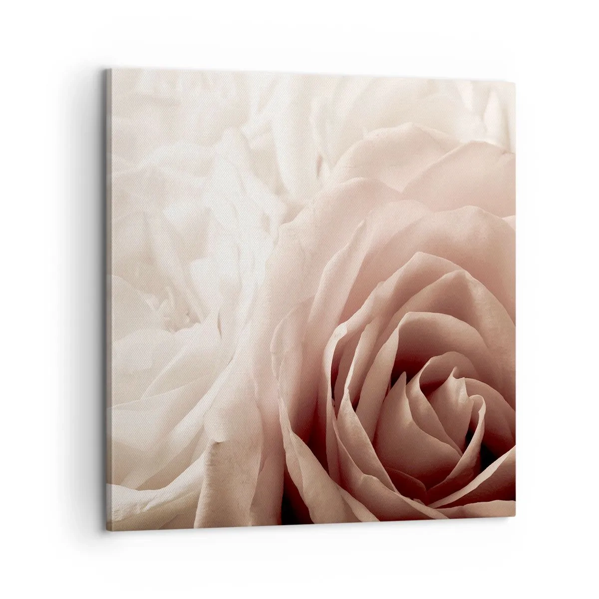 Cuadro sobre lienzo - Impresión de Imagen - En el corazón de una rosa - 60x60 cm