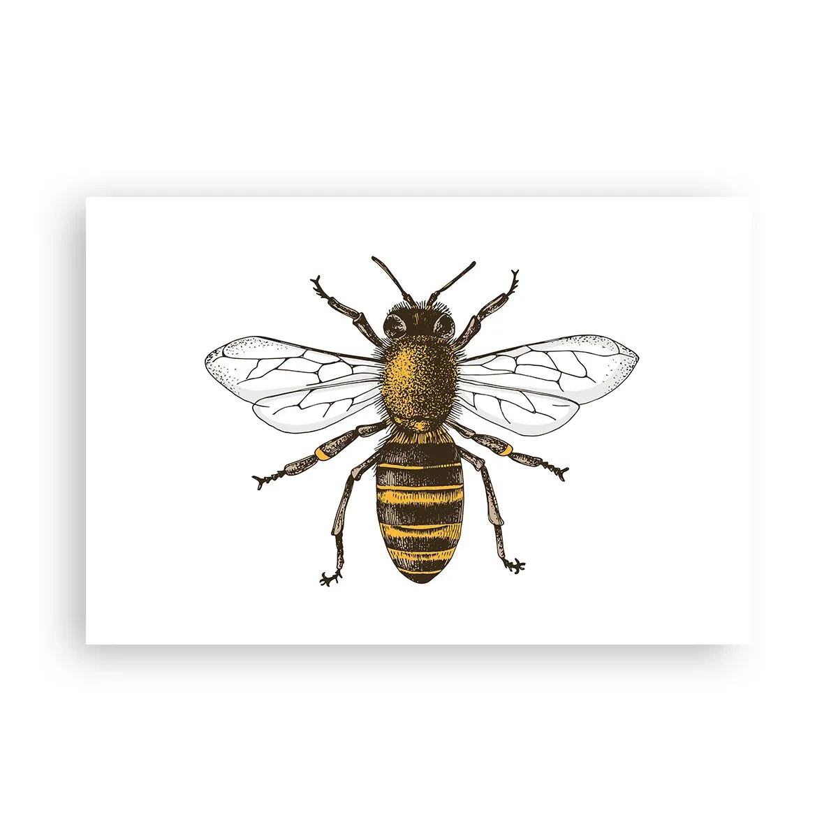 Póster - Bondad natural - 91x61 cm