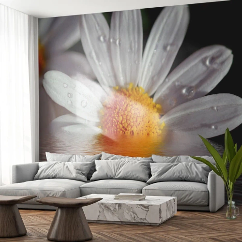 Fotomural Premium Sand - Una margarita blanca con gotas de rocío reflejadas en el agua. - 100x70cm - El sol naciente de una margarita - Decoración de pared moderna para salón y dormitorio ARTTOR