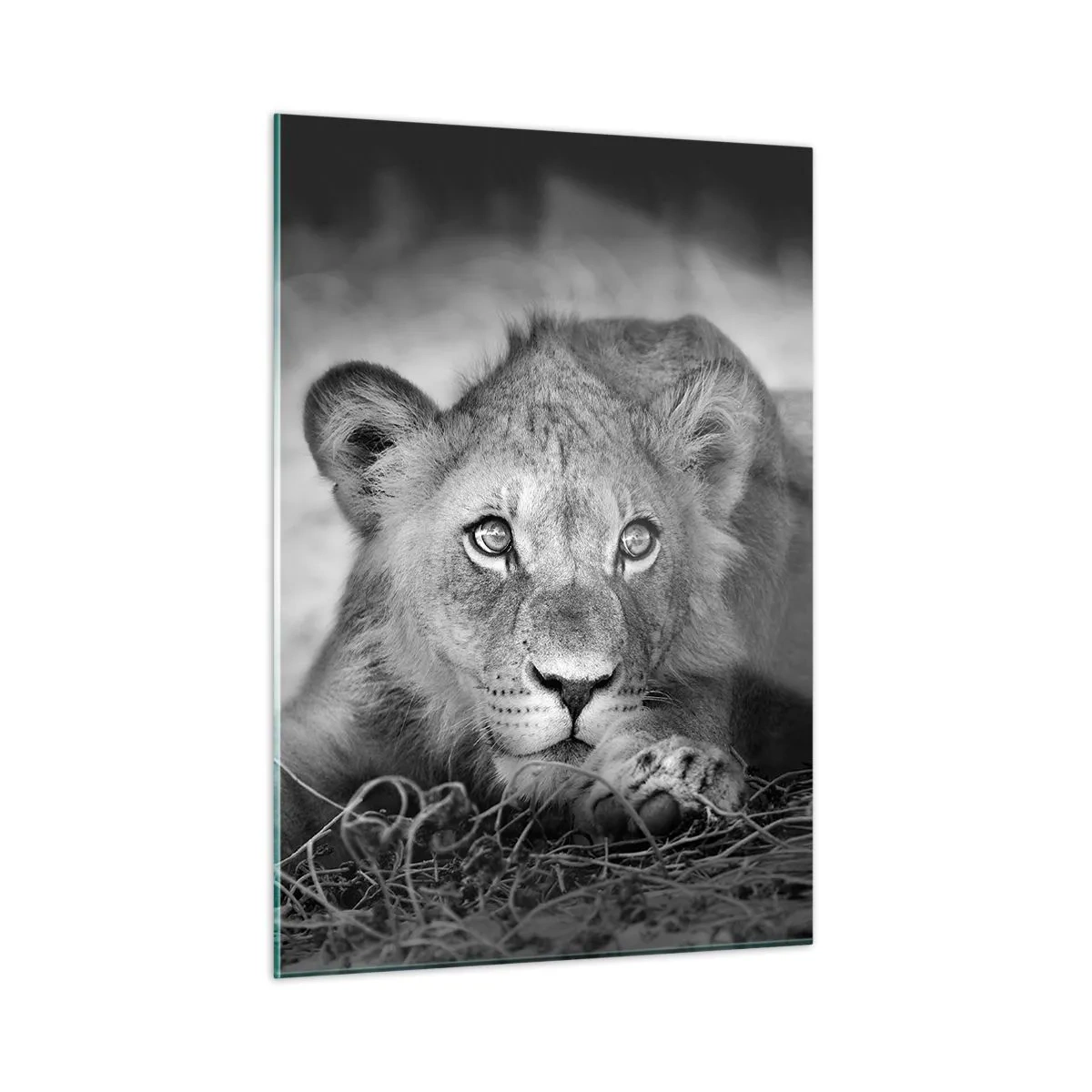 Cuadro sobre vidrio - Impresiones sobre Vidrio - Un cachorro de león en blanco y negro mirando a la cámara. - 50x70cm - Un cachorro real - Decoración de pared moderna para salón y dormitorio ARTTOR