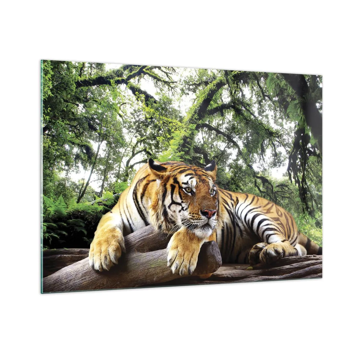 Cuadro sobre vidrio - Impresiones sobre Vidrio - Un tigre descansando en un bosque tropical verde. - 100x70cm - Atentamente - Decoración de pared moderna para salón y dormitorio ARTTOR