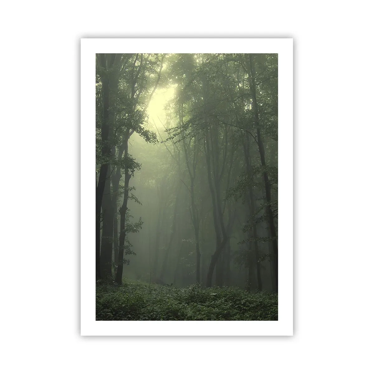 Póster - Árboles brumosos en un bosque verde - 50x70cm - Antes de que se despierte el bosque - Decoración de pared moderna para salón y dormitorio ARTTOR