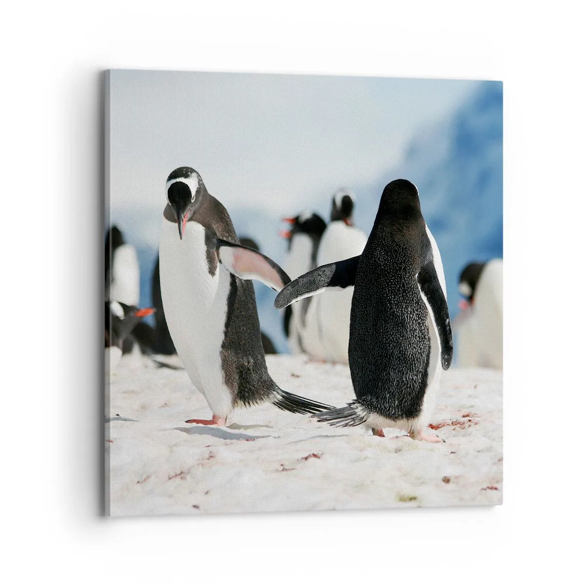Cuadro sobre lienzo - Impresión de Imagen - Bailando en la nieve - 70x70 cm