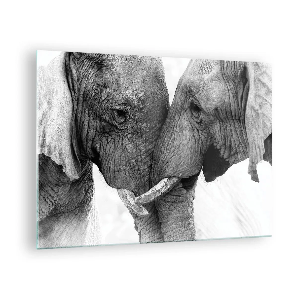 Cuadro sobre vidrio - Impresiones sobre Vidrio - Dos elefantes tocándose la frente en blanco y negro - 70x50cm - Una confesión sincera - Decoración de pared moderna para salón y dormitorio ARTTOR