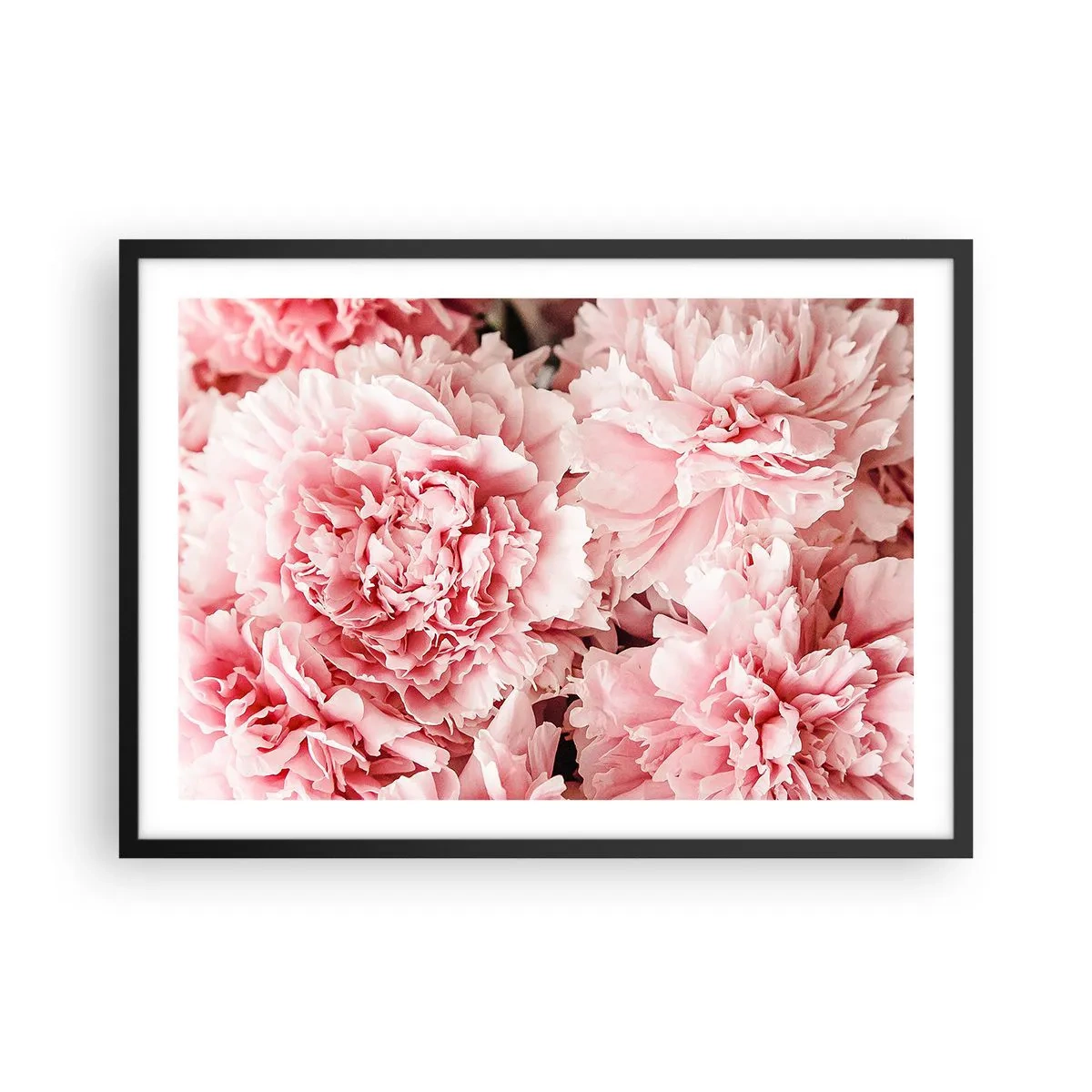 Póster en marco negro - Peonías rosas sutiles en un entorno delicado. - 70x50cm - Sueño rosa - Decoración de pared moderna para salón y dormitorio ARTTOR