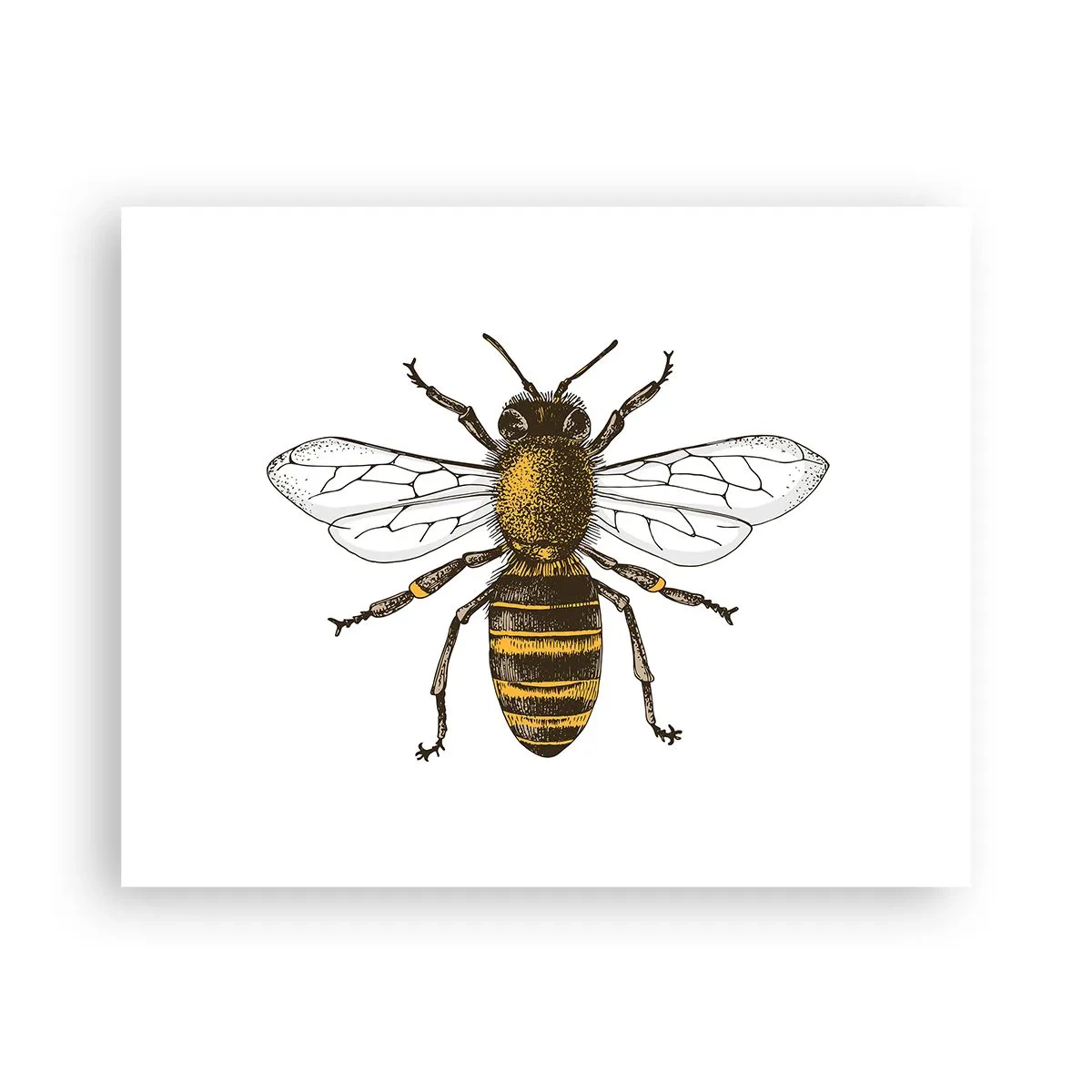 Póster - Bondad natural - 50x40 cm