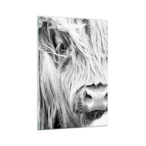 Cuadro sobre vidrio - Impresiones sobre Vidrio - Retrato de una vaca escocesa en blanco y negro - 70x100cm - La naturaleza escocesa - Decoración de pared moderna para salón y dormitorio ARTTOR