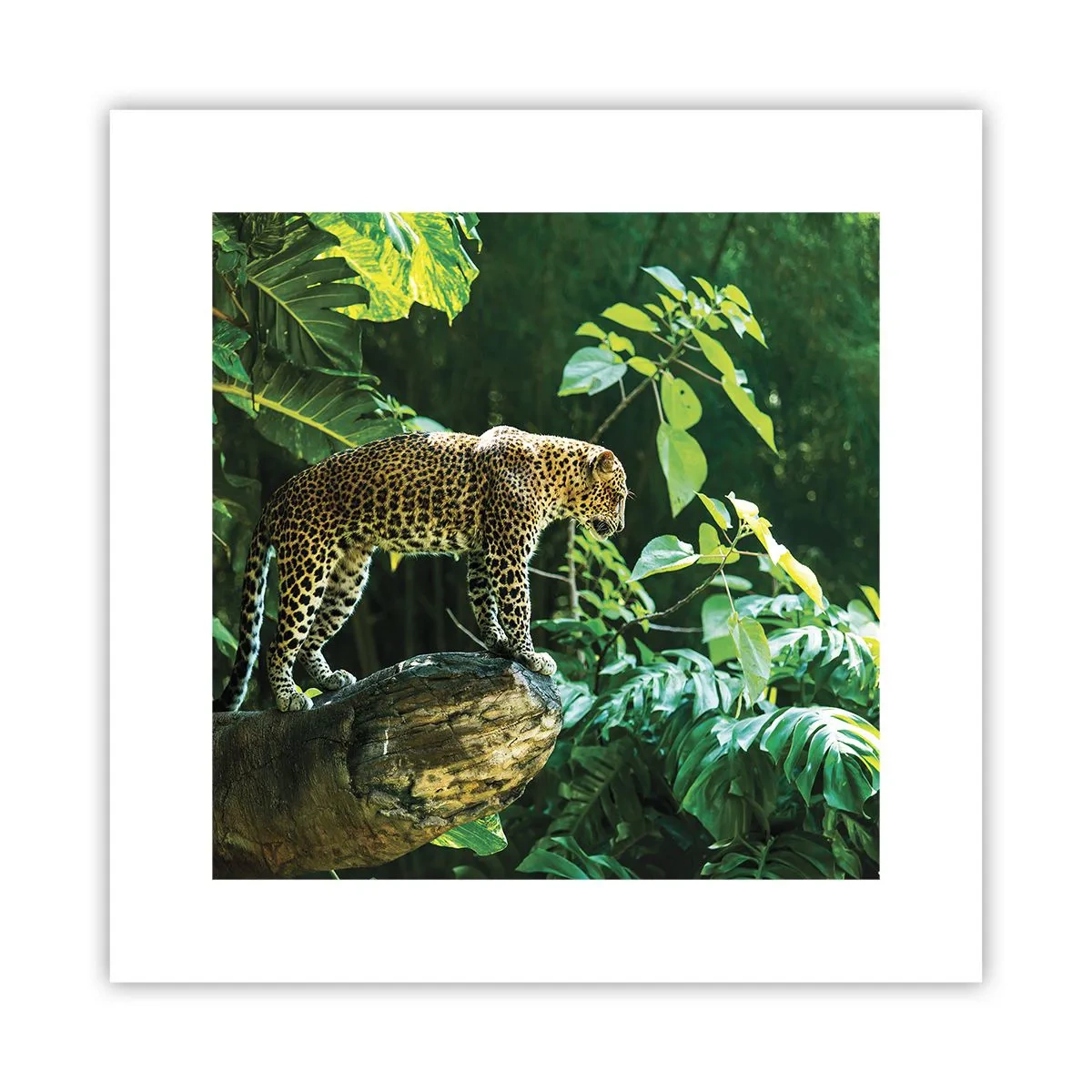 Póster - ¿A la caza? - 30x30 cm