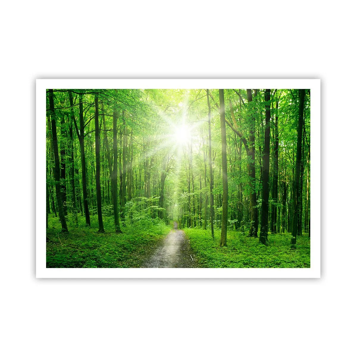 Póster - Camino en el bosque con rayos de sol. - 100x70cm - Catedral verde - Decoración de pared moderna para salón y dormitorio ARTTOR