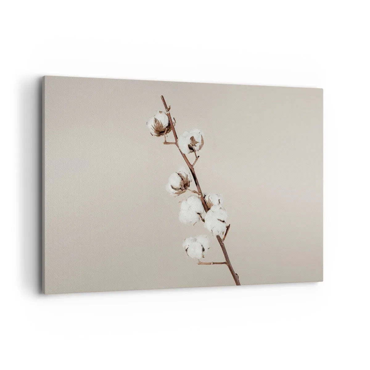 Cuadro sobre lienzo - Impresión de Imagen - Una ramita de algodón sobre un fondo beige. - 120x80cm - En la fuente de la suavidad - Decoración de pared moderna para salón y dormitorio ARTTOR