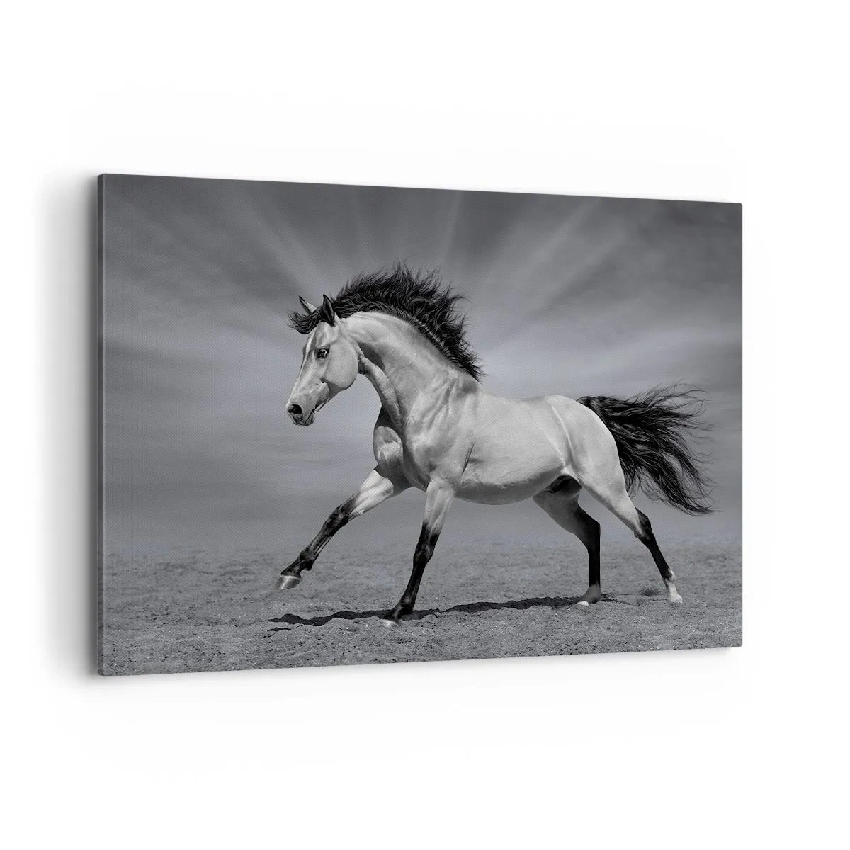 Cuadro sobre lienzo - Impresión de Imagen - Un caballo blanco y negro en una pose dinámica en el desierto. - 100x70cm - Nacido para deleitar - Decoración de pared moderna para salón y dormitorio ARTTOR