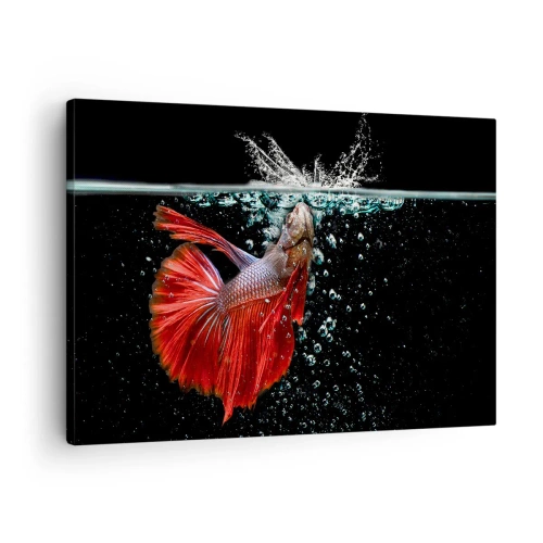 Cuadro sobre lienzo - Impresión de Imagen - Un magnífico betta en el agua sobre un fondo oscuro. - 70x50cm - Tienes tres deseos - Decoración de pared moderna para salón y dormitorio ARTTOR