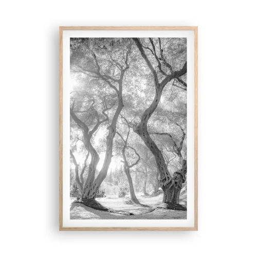 Póster en marco roble claro - En un olivar - 61x91 cm