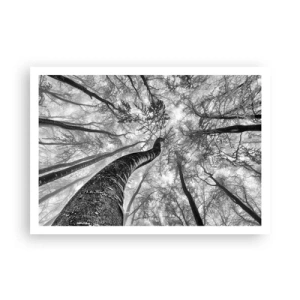 Póster - Perspectiva de árboles en un bosque vistos desde abajo en tonos de gris. - 100x70cm - Carrera hacia la luz - Decoración de pared moderna para salón y dormitorio ARTTOR
