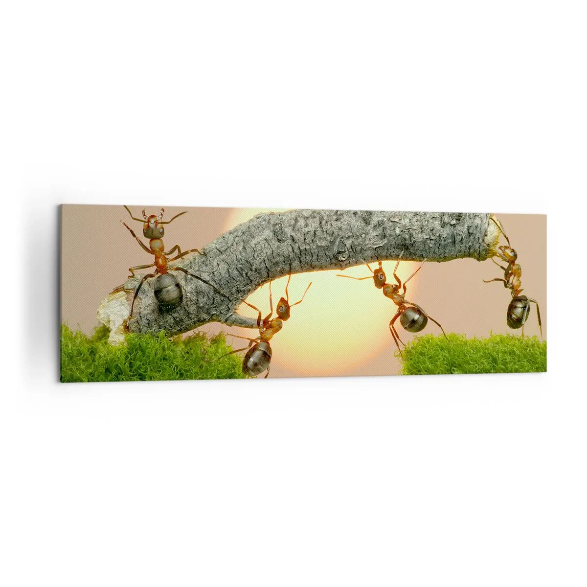 Cuadro sobre lienzo - Impresión de Imagen - Hormigas construyendo un puente de ramas con el sol poniente como telón de fondo. - 160x50cm - Trabajar juntos con alegría - Decoración de pared moderna para salón y dormitorio ARTTOR