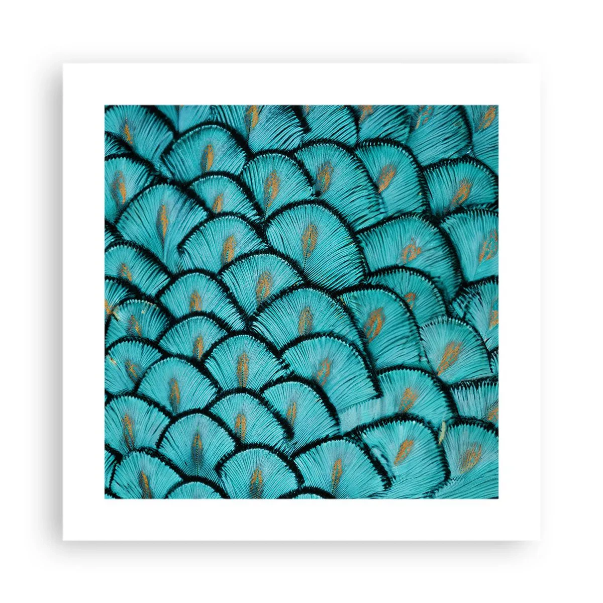 Póster - La gran gala de las plumas - 40x40 cm