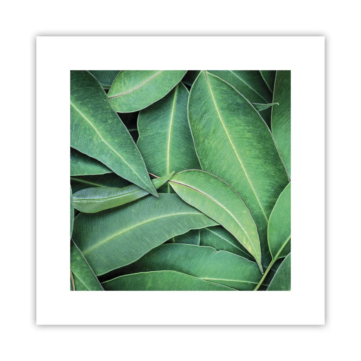 Póster - Jugosidad y frescura - 30x30 cm