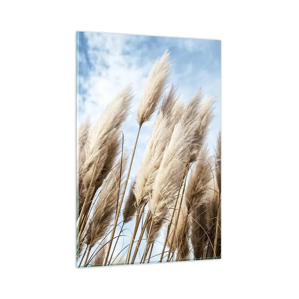 Cuadro sobre vidrio - Impresiones sobre Vidrio - Delicadas hierbas de la pampa contra un cielo azul con nubes ligeras - 80x120cm - Una caricia soleada y ventosa - Decoración de pared moderna para salón y dormitorio ARTTOR