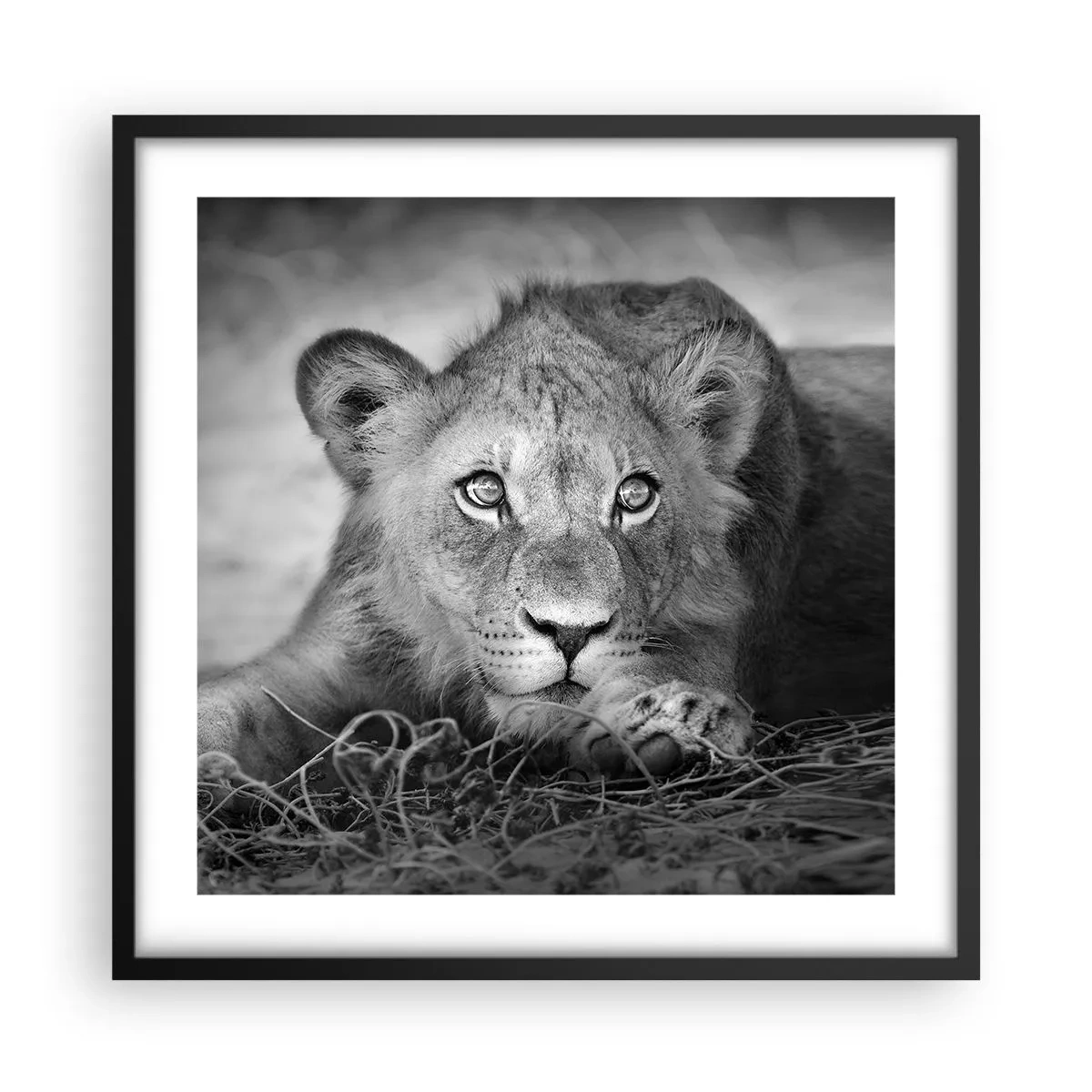 Póster en marco negro - Un cachorro real - 50x50 cm