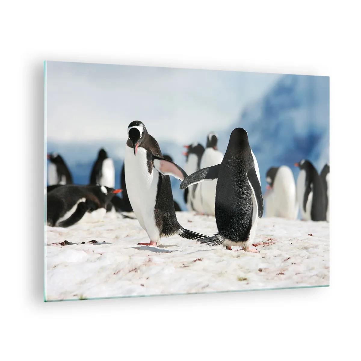 Cuadro sobre vidrio - Impresiones sobre Vidrio - Pingüinos en la nieve en un paisaje polar. - 70x50cm - Bailando en la nieve - Decoración de pared moderna para salón y dormitorio ARTTOR