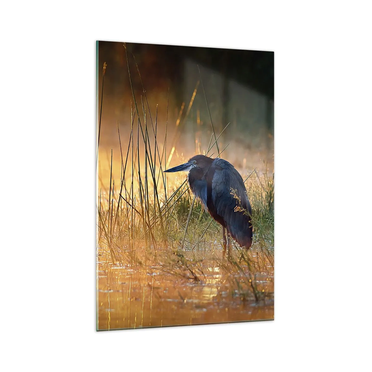 Cuadro sobre vidrio - Impresiones sobre Vidrio - Una garza en los humedales al atardecer entre hierbas altas. - 70x100cm - Dame un respiro con estas fotos - Decoración de pared moderna para salón y dormitorio ARTTOR