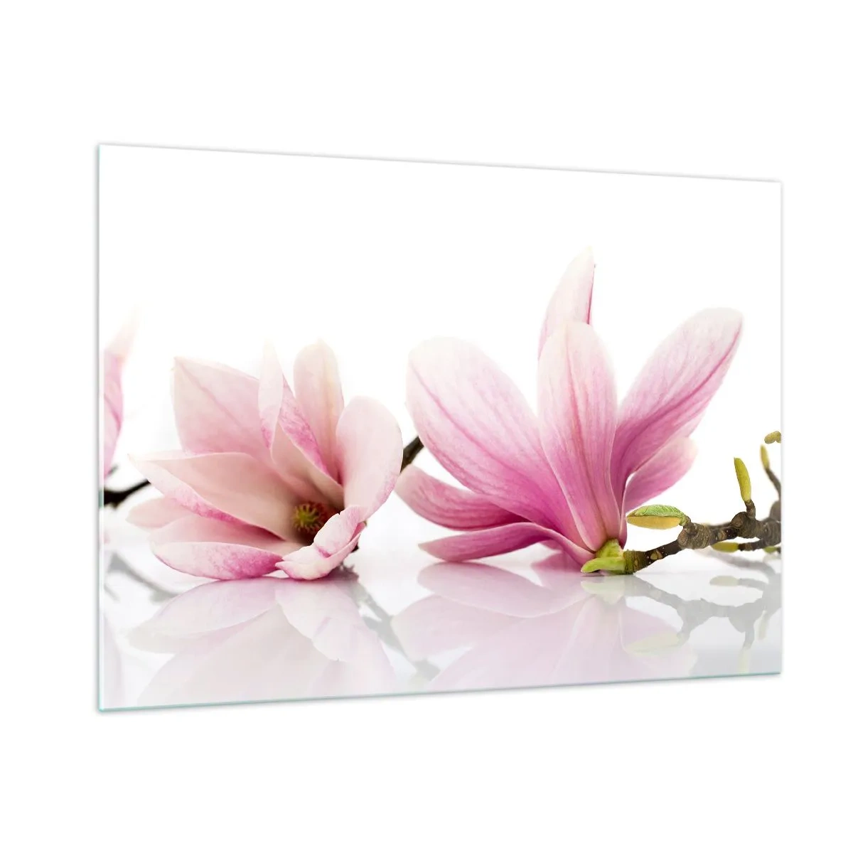 Cuadro sobre vidrio - Impresiones sobre Vidrio - Delicadas flores de magnolia sobre un fondo blanco. - 100x70cm - Suave como un soplo de primavera - Decoración de pared moderna para salón y dormitorio ARTTOR