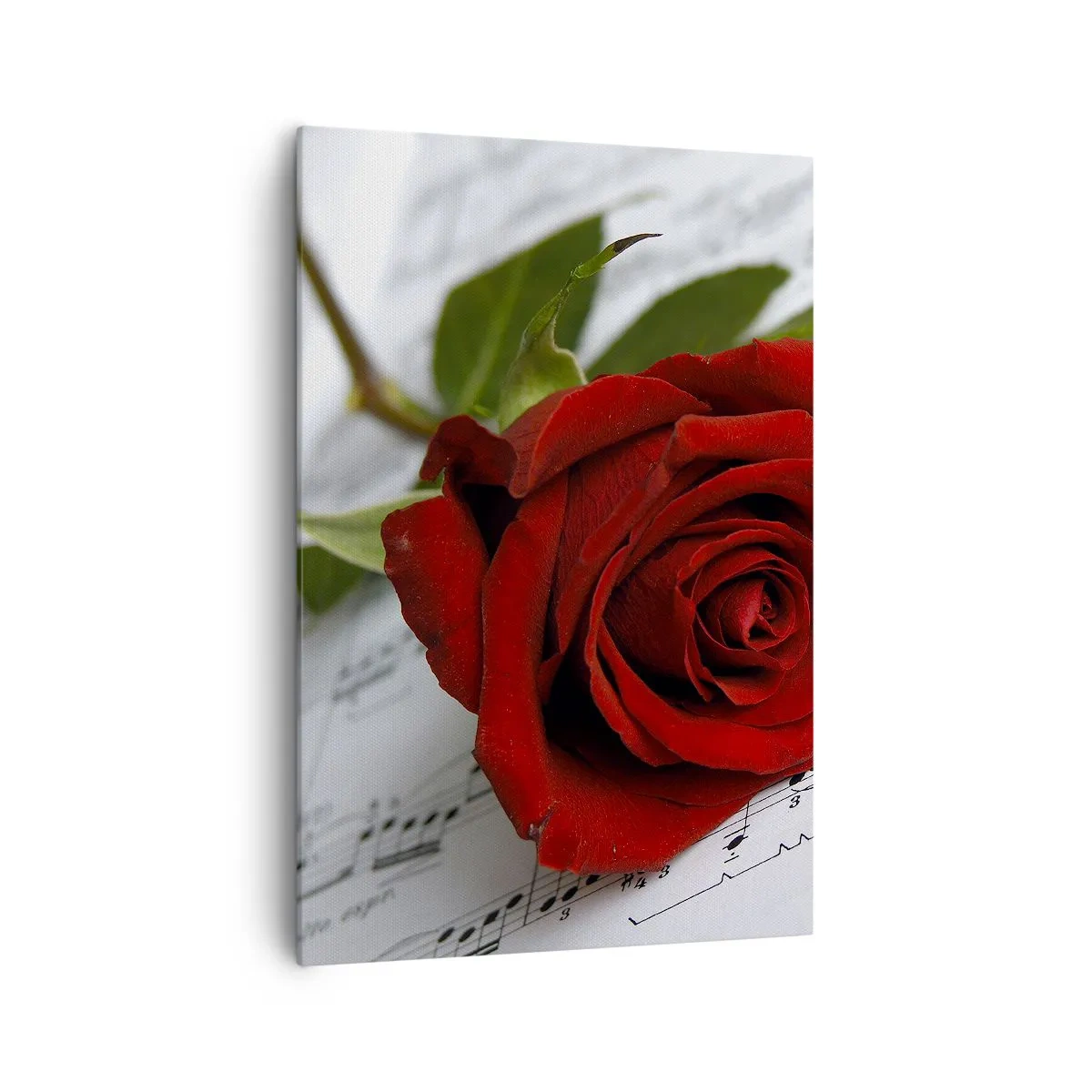 Cuadro sobre lienzo - Impresión de Imagen - Una rosa roja sobre un fondo de notas musicales sobre papel blanco. - 70x100cm - La música de los sentimientos en escarlata - Decoración de pared moderna para salón y dormitorio ARTTOR