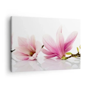 Cuadro sobre lienzo - Impresión de Imagen - Delicadas magnolias rosas sobre un fondo blanco. - 70x50cm - Suave como un soplo de primavera - Decoración de pared moderna para salón y dormitorio ARTTOR