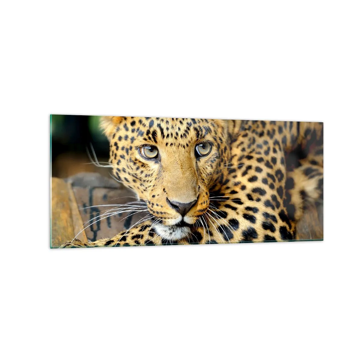 Cuadro sobre vidrio - Impresiones sobre Vidrio - Retrato de un leopardo en su entorno natural. - 120x50cm - No tengas miedo, vamos - Decoración de pared moderna para salón y dormitorio ARTTOR