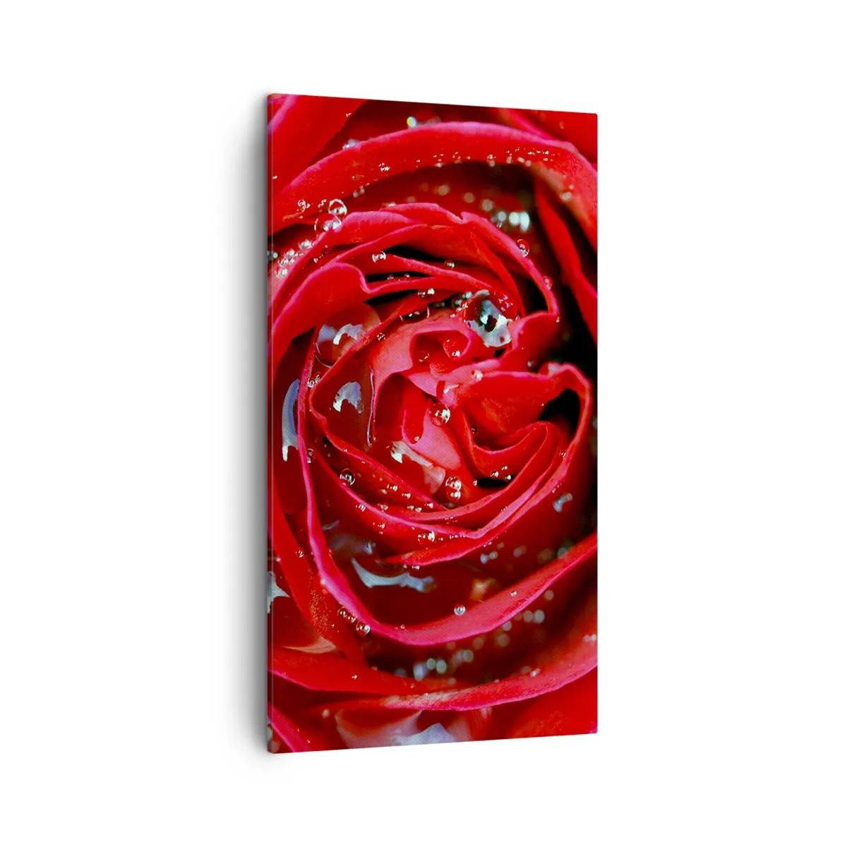 Cuadro sobre lienzo - Impresión de Imagen - En gotas de rocío - 45x80 cm