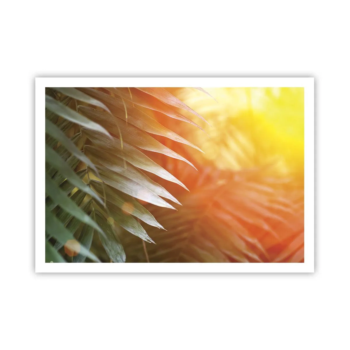 Póster - Hojas de palma en los rayos del atardecer. - 100x70cm - Mañana en la selva - Decoración de pared moderna para salón y dormitorio ARTTOR