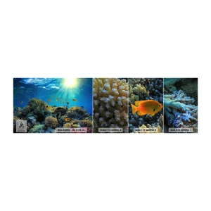Muestra de fotomural autoadhesivo Deluxe Sticker - Tesoros submarinos - Arrecife de coral, Océano, Marítimo - 100x30 cm