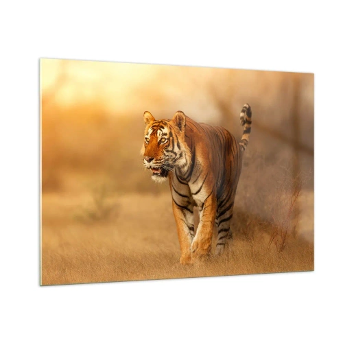 Cuadro sobre vidrio - Impresiones sobre Vidrio - Tigre bajo una luz dorada contra un fondo de sabana seca - 100x70cm - Antes del ataque - Decoración de pared moderna para salón y dormitorio ARTTOR