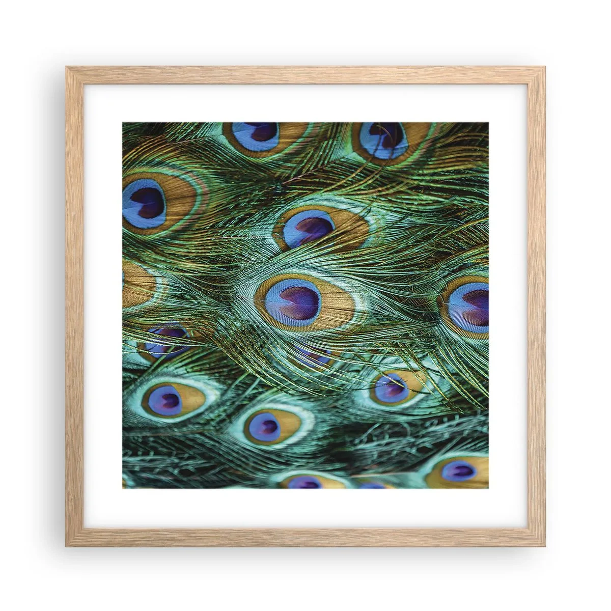 Póster en marco roble claro - Mirada de pavo real - 40x40 cm