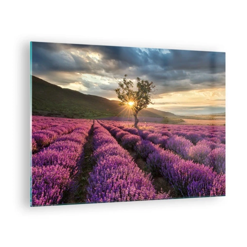 Cuadro sobre vidrio - Impresiones sobre Vidrio - Un campo de lavanda con un árbol solitario bajo los rayos del sol poniente. - 70x50cm - Aroma en lila - Decoración de pared moderna para salón y dormitorio ARTTOR
