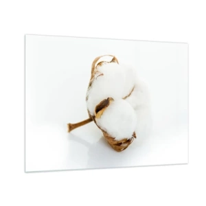 Cuadro sobre vidrio - Impresiones sobre Vidrio - Una sola flor de algodón esponjosa sobre un fondo blanco. - 70x50cm - Suave por naturaleza - Decoración de pared moderna para salón y dormitorio ARTTOR