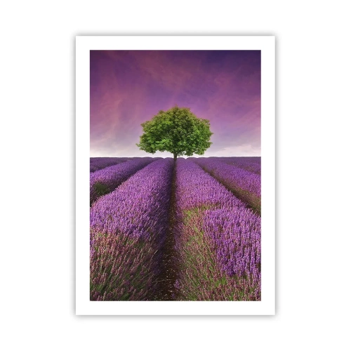 Póster - Un campo de lavanda con un árbol solitario contra un cielo púrpura. - 50x70cm - En los campos de lavanda - Decoración de pared moderna para salón y dormitorio ARTTOR