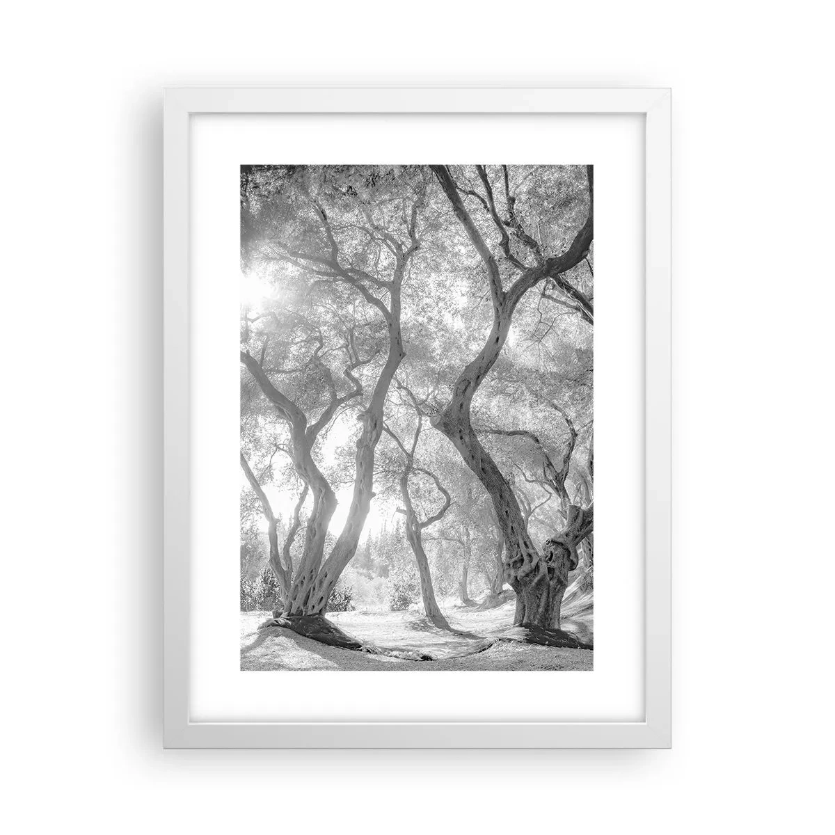 Póster en marco blanco - En un olivar - 30x40 cm