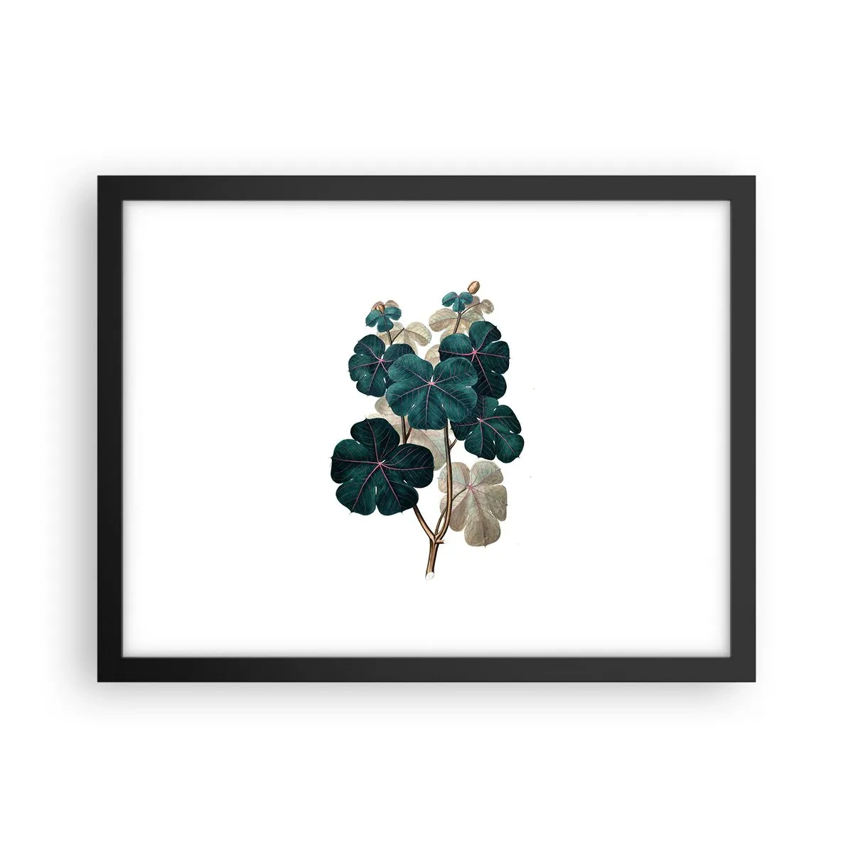 Póster en marco negro - De un viejo herbario - 40x30 cm