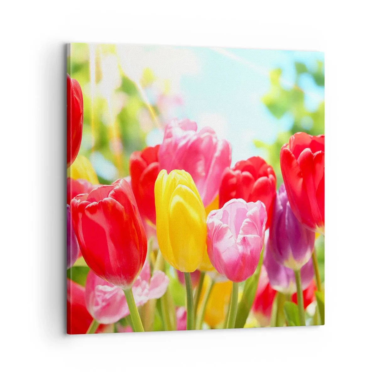 Cuadro sobre lienzo - Impresión de Imagen - Somos nosotros, ¡los colores de mayo! - 60x60 cm