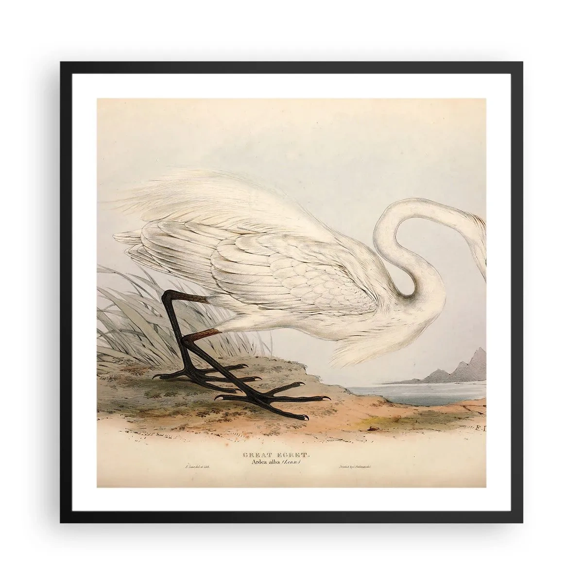 Póster en marco negro - Dama de los juncos - 60x60 cm