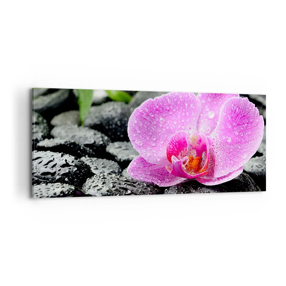 Cuadro sobre lienzo - Impresión de Imagen - Orquídea rosa sobre piedras negras mojadas con hojas verdes - 120x50cm - Como un corazón abierto - Decoración de pared moderna para salón y dormitorio ARTTOR