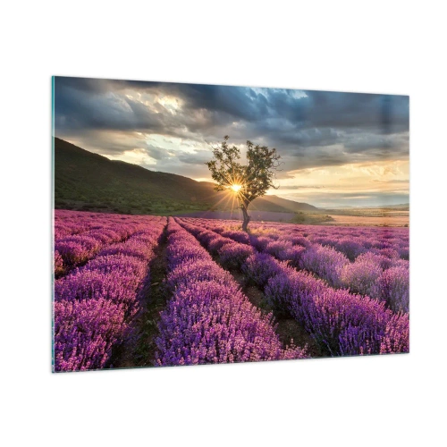 Cuadro sobre vidrio - Impresiones sobre Vidrio - Un campo de lavanda con un árbol solitario bajo los rayos del sol poniente. - 100x70cm - Aroma en lila - Decoración de pared moderna para salón y dormitorio ARTTOR
