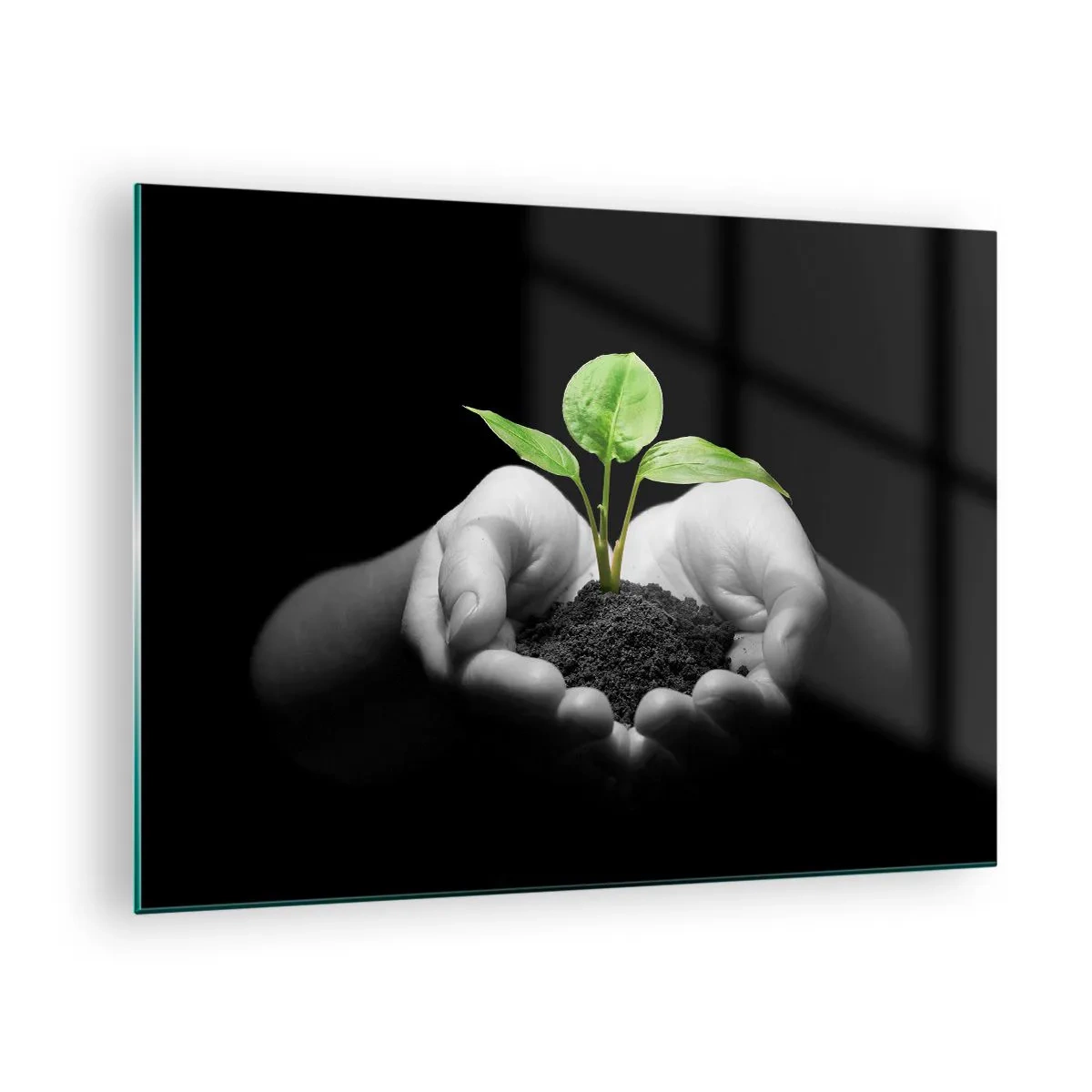 Cuadro sobre vidrio - Impresiones sobre Vidrio - Una planta joven en las manos sobre un fondo negro. - 70x50cm - Amo la naturaleza, la protejo - Decoración de pared moderna para salón y dormitorio ARTTOR