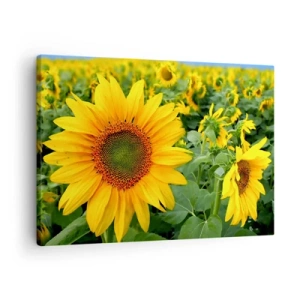 Cuadro sobre lienzo - Impresión de Imagen - Un campo de girasoles con flores amarillas sobre un fondo de hojas verdes. - 70x50cm - Cientos de soles estallan - Decoración de pared moderna para salón y dormitorio ARTTOR
